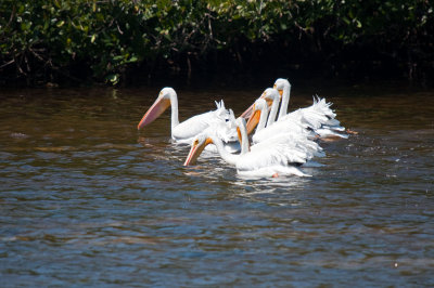 White Pelican