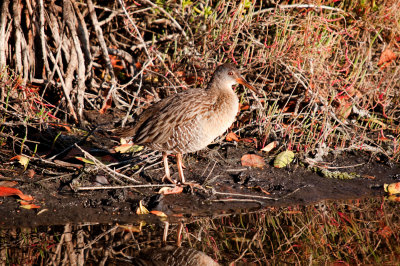 Clapper Rail