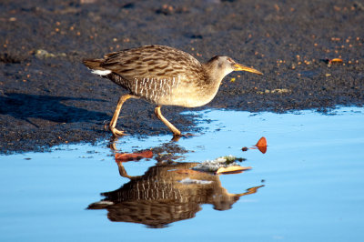 Clapper Rail