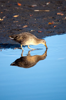 Clapper Rail
