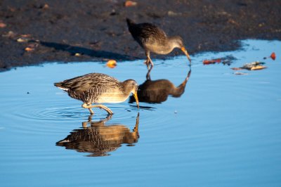 Clapper Rail