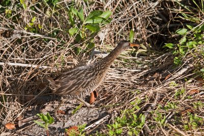 Clapper Rail