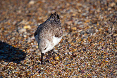 Sanderling