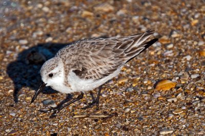 Sanderling