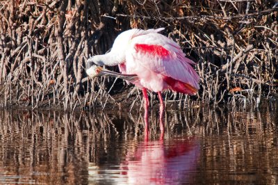 Roseate Spoonbill