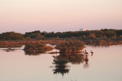 Blue-Winged Teal