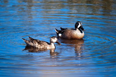 Blue-Winged Teal