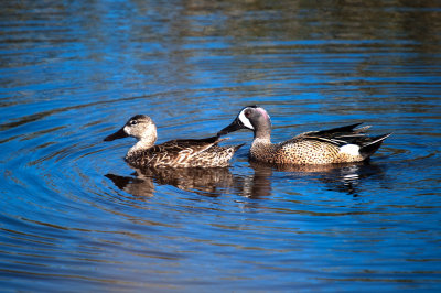 Blue-Winged Teal