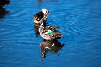 Blue-Winged Teal