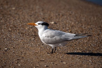 Royal Tern