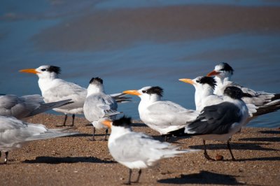 Royal Tern