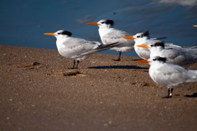 Royal Tern