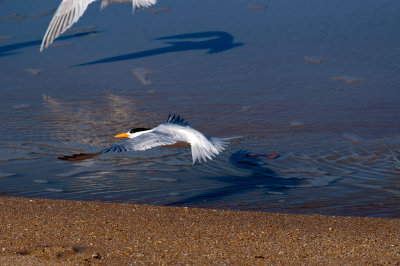 Royal Tern