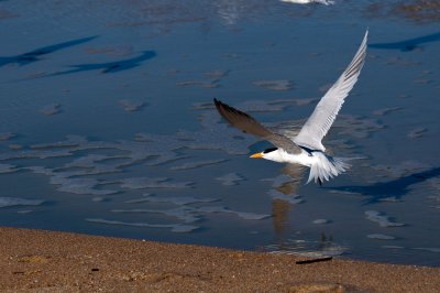 Royal Tern