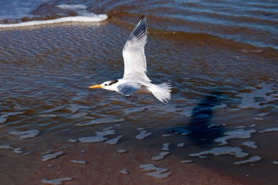 Royal Tern