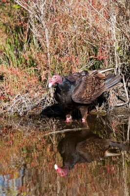 Turkey Vulture with Fish