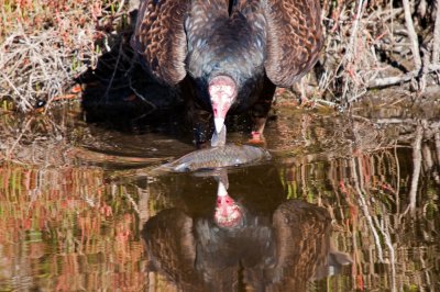Turkey Vulture with Fish