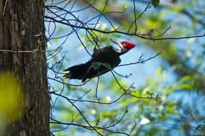 WOODPECKER, PILEATED 