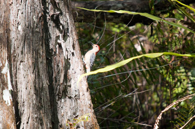 Red-Bellied Woodpecker