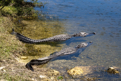 Alligator - Everglades Area, FL