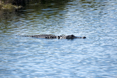 Alligator - Everglades Area, FL