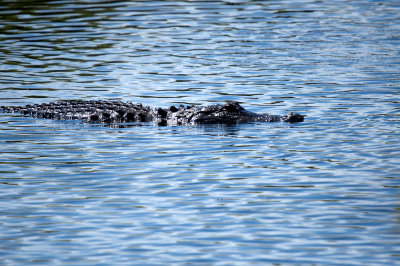Alligator - Everglades Area, FL