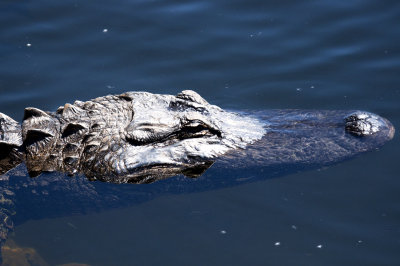 Alligator - Everglades Area, FL