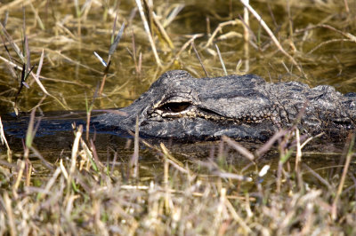 Alligator - Everglades Area, FL