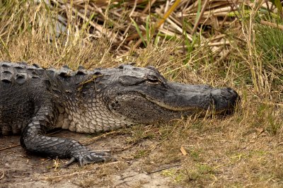 Alligator - Everglades Area, FL