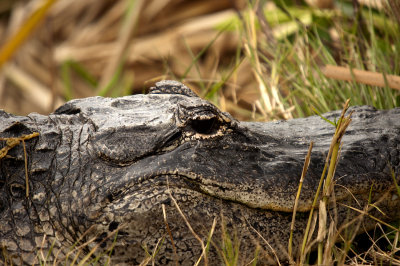 Alligator - Everglades Area, FL