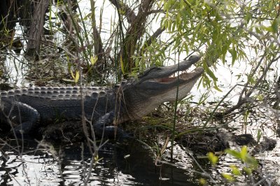 Alligator - Everglades Area, FL