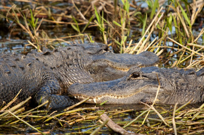 Alligators