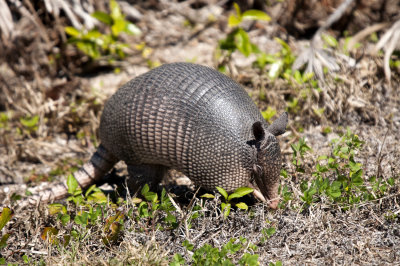 Armadillo
