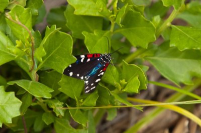 Faithfull Beauty (aka Uncle Sam Moth )