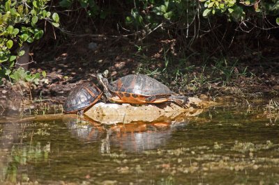 Redbelly Turtle - Everglades