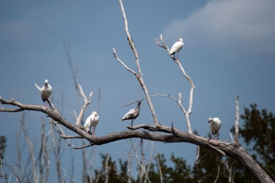 Everglades - General View