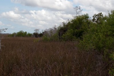 Everglades - General View