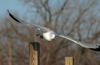 Ring-billed Gull 0837A