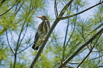 Green Heron 3558