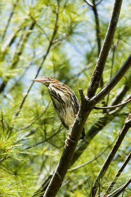 Green Heron 3569