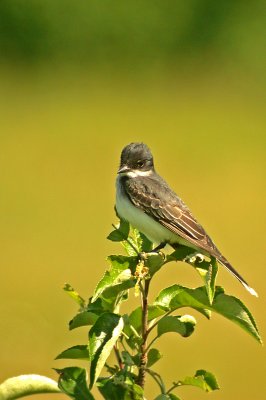 KINGBIRD, EASTERN