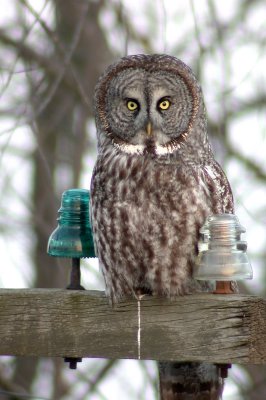 Great Gray Owl 4773a
