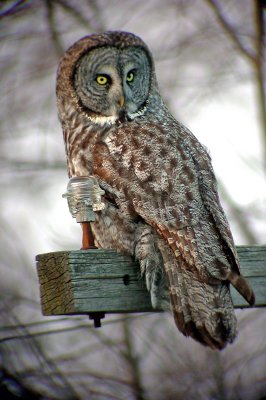 Great Gray Owl 4782a