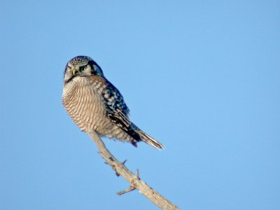 Northern Hawk Owl 4340A