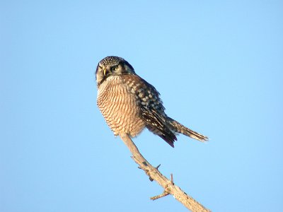 Northern Hawk Owl 4354B
