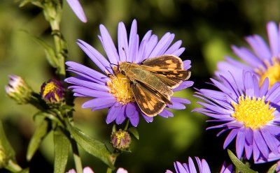 Fiery Skipper 4916A