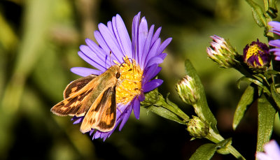 Fiery Skipper 4920A