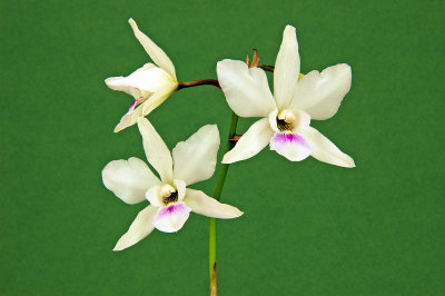 L anceps - alba x Dial Snowflake 'Mendenhall'