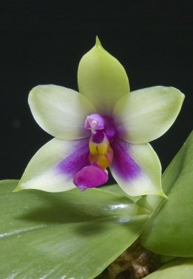 Phal. bellina