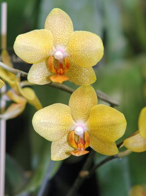 Phal Mystic Golden Leopard Cheetah